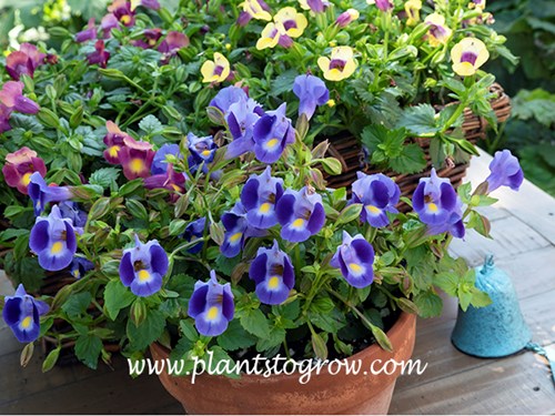 Torenia Blue Moon